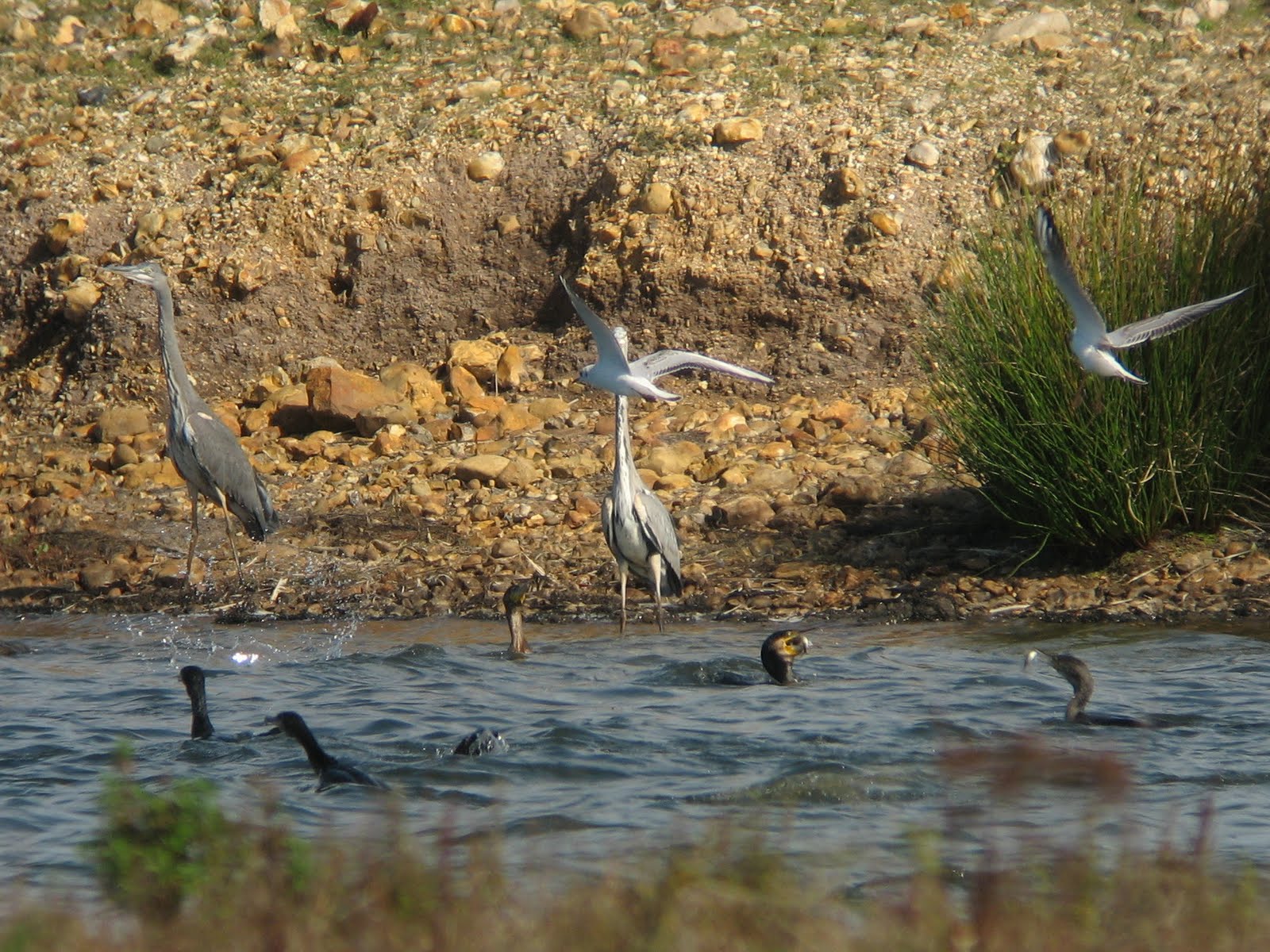 Feeding Frenzy 1 Crack