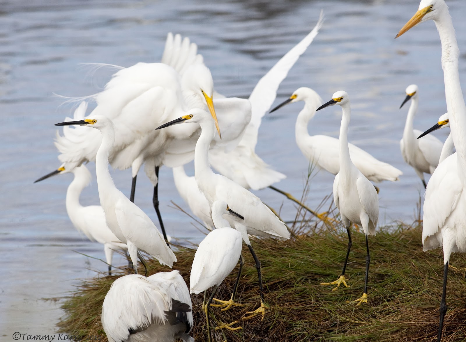 Feeding Frenzy 1 Full Crack