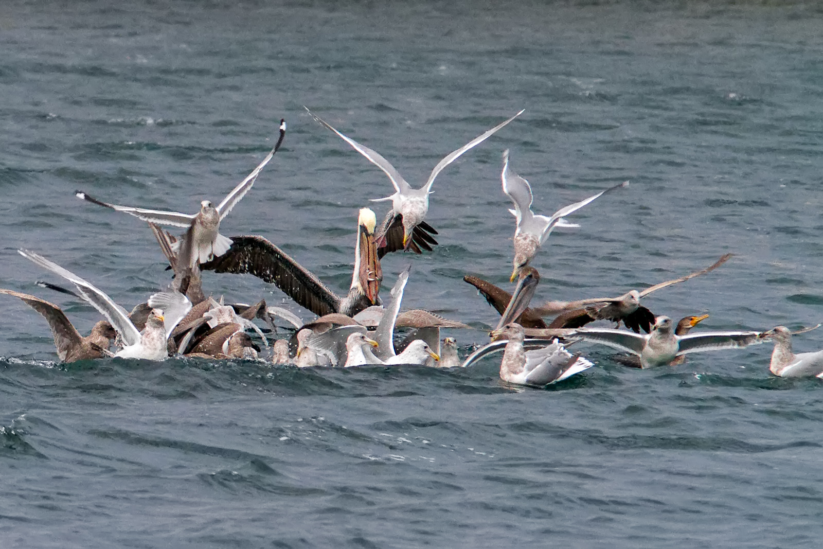 Feeding Frenzy 1 Full Crack