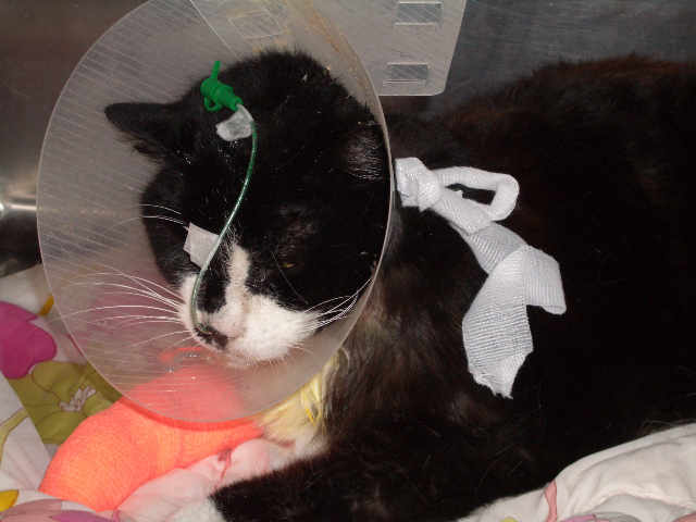 Feeding Tubes In Cats