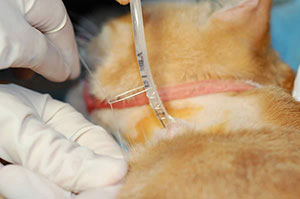 Feeding Tubes In Cats