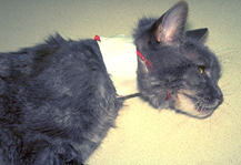 Feeding Tubes In Cats