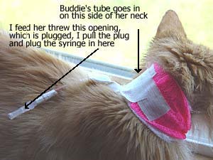 Feeding Tubes In Cats