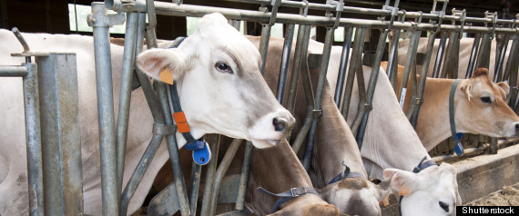 Feedstuffs For Cattle