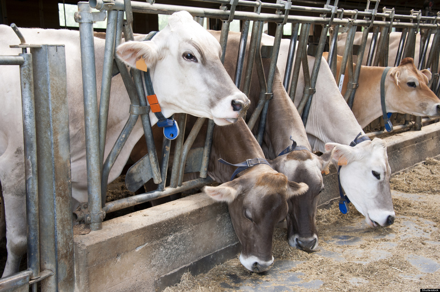 Feedstuffs For Cattle