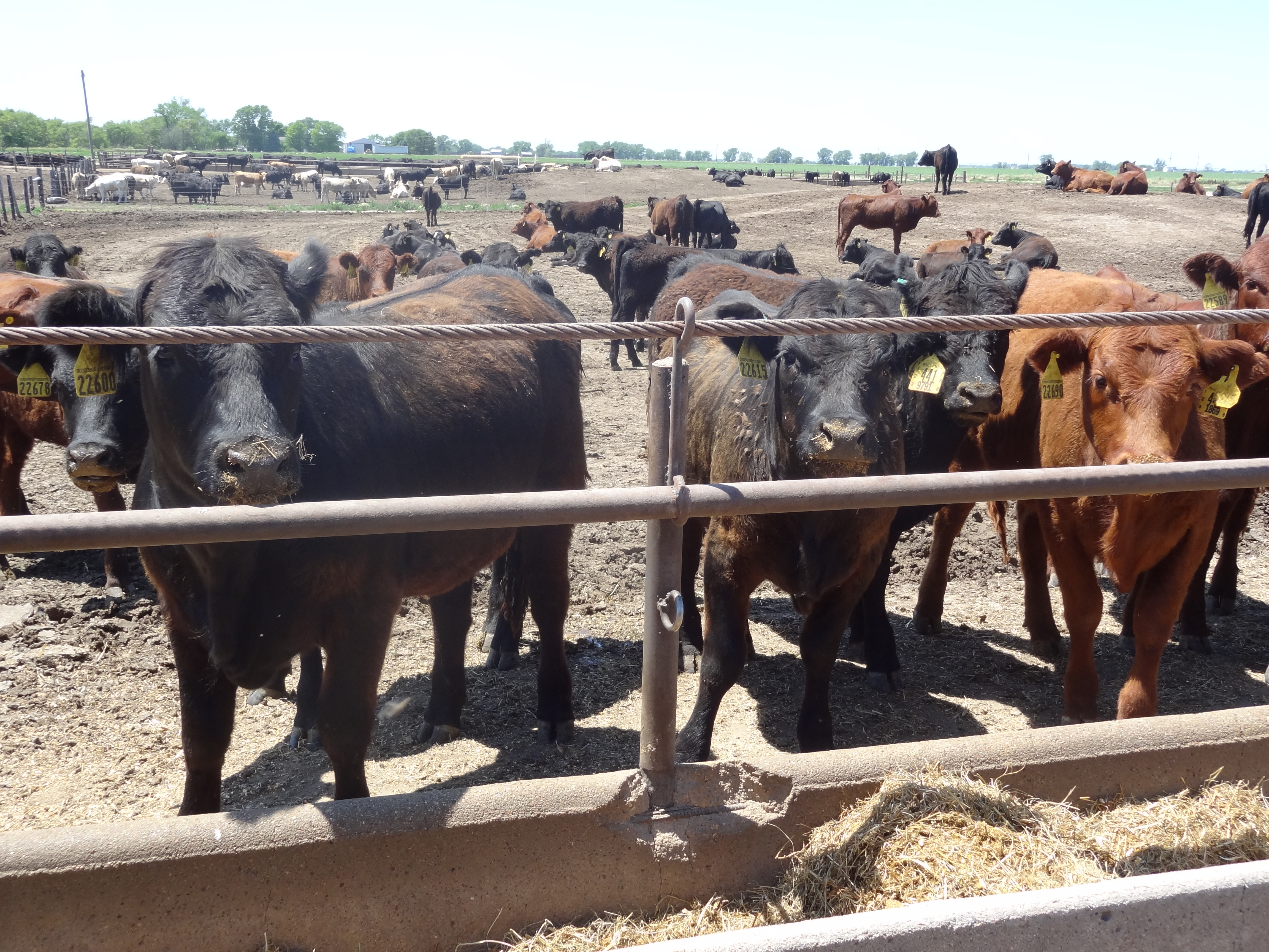 Feedstuffs For Cattle