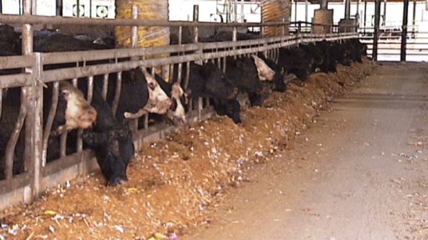 Feedstuffs For Cattle