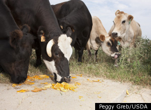 Feedstuffs For Cattle