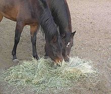 Feedstuffs For Horses