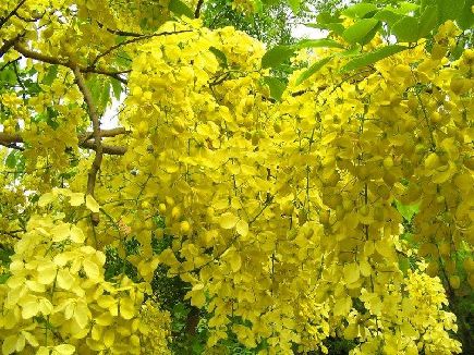 Festivals Of Kerala Vishu