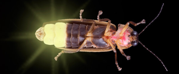 Firefly Insect