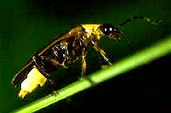 Firefly Insect