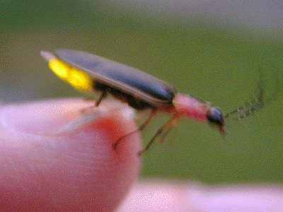 Firefly Insect