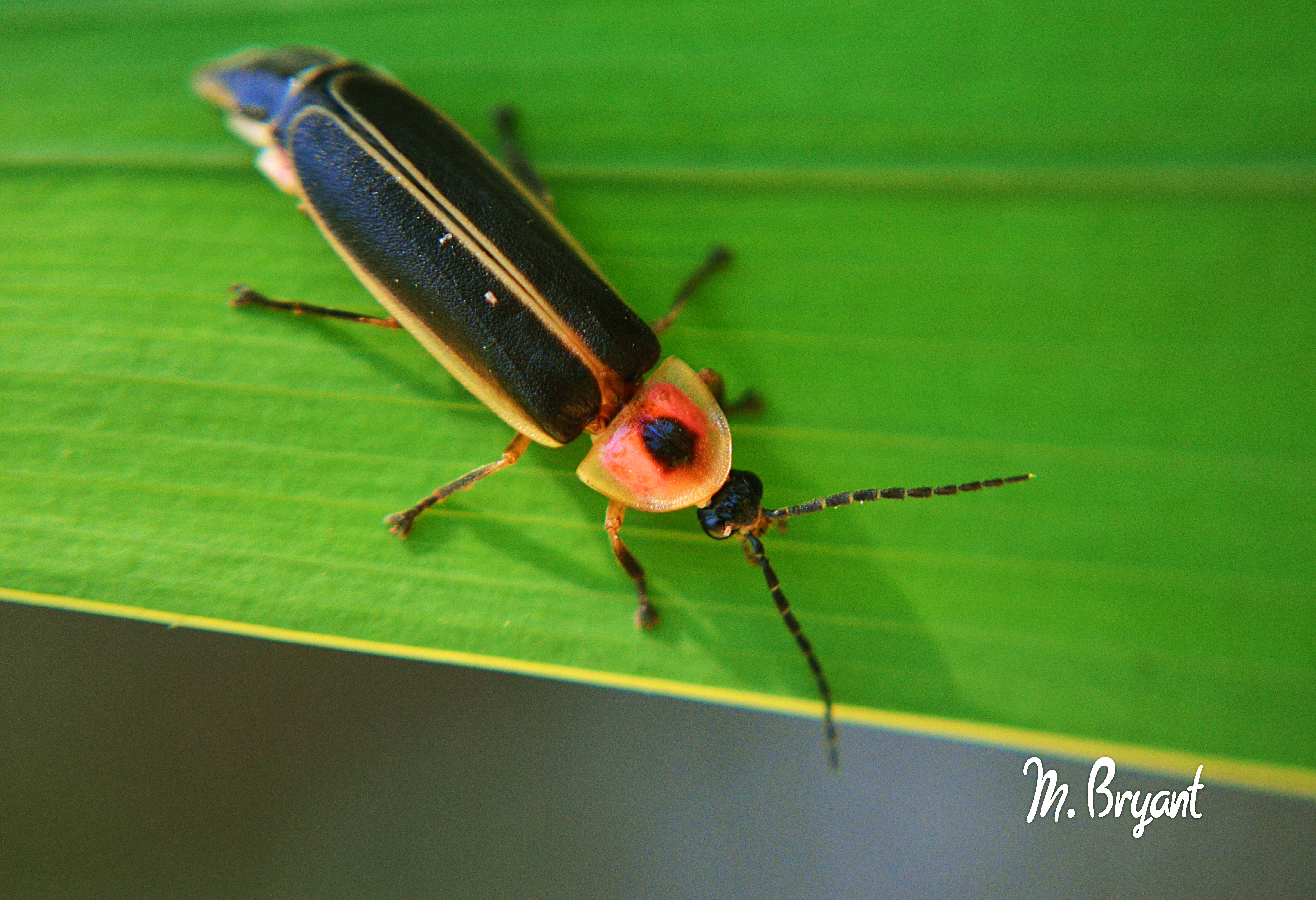 Firefly Insect