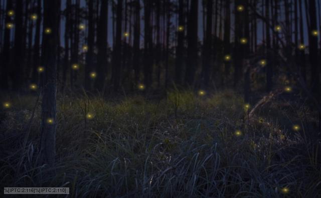 Firefly Insect At Night