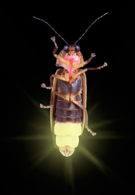 Firefly Insect At Night