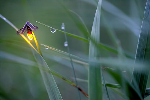 Firefly Insect At Night