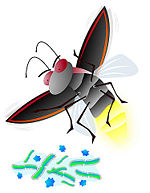 Firefly Insect Cartoon