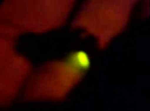 Firefly Insect Video