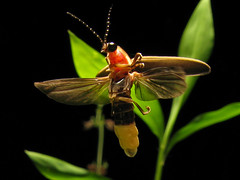 Firefly Insect Video