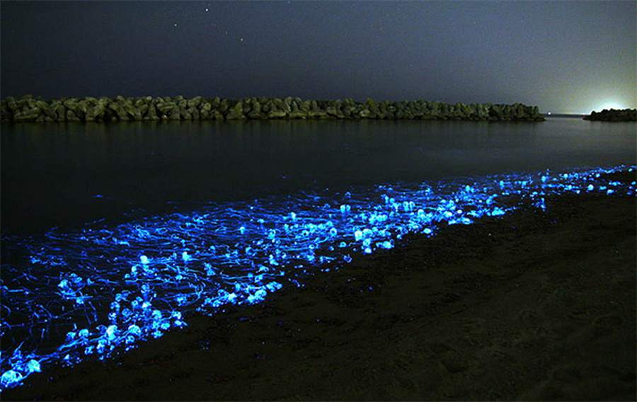 Firefly Squid