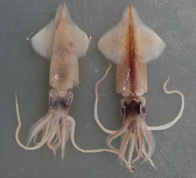 Firefly Squid