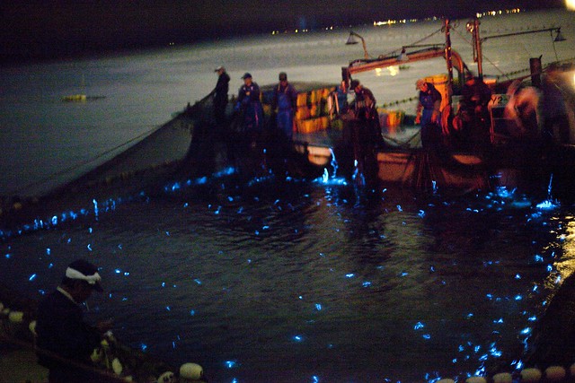 Firefly Squid Japan