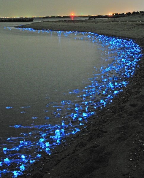 Firefly Squid Japan