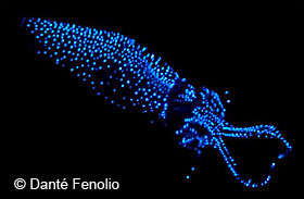 Firefly Squid Japan