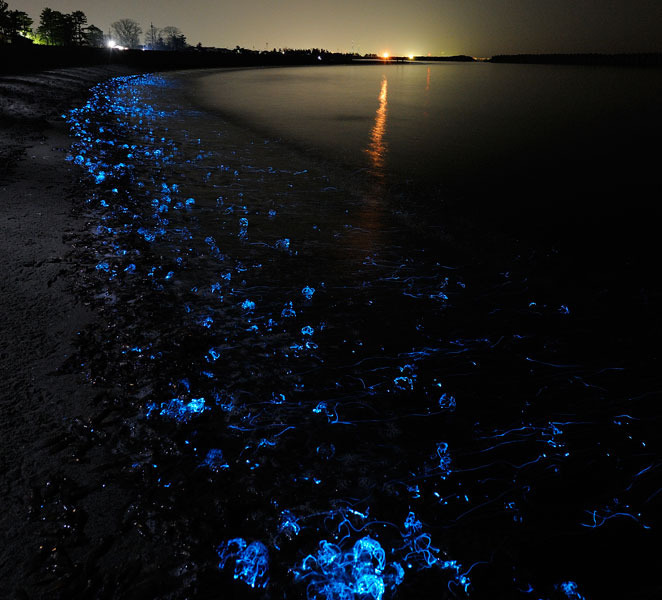 Firefly Squid Japan