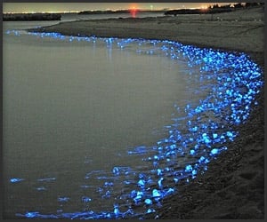 Firefly Squid Of Toyama