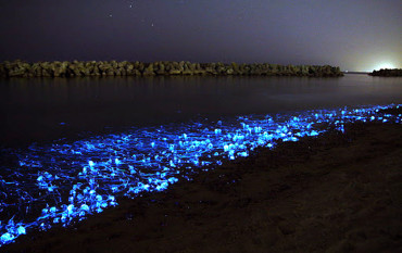 Firefly Squid Of Toyama