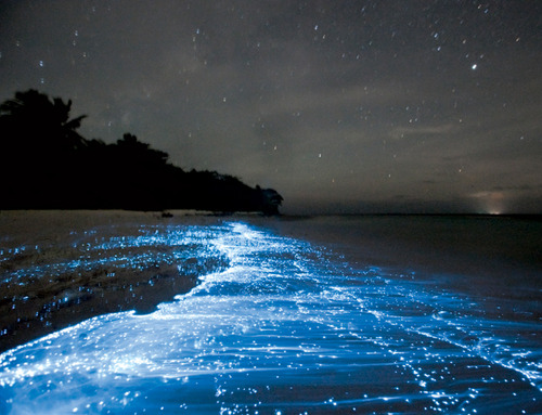 Firefly Squid Of Toyama