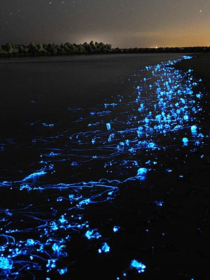 Firefly Squid Of Toyama