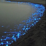 Firefly Squid Of Toyama Japan