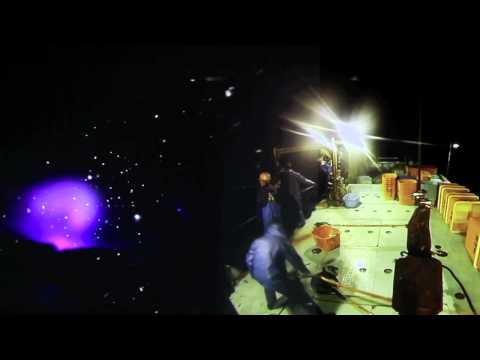 Firefly Squid Video