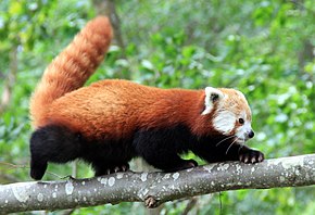 Firefox Animal