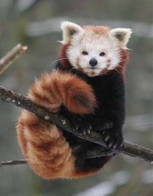 Firefox Animal