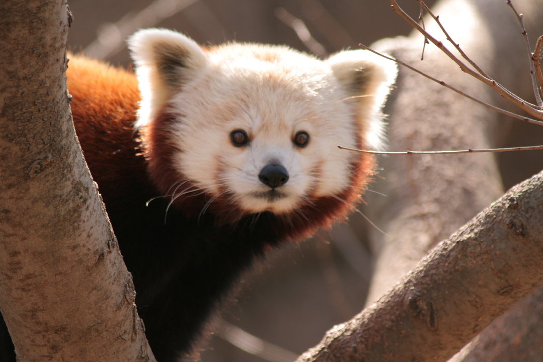 Firefox Logo Red Panda