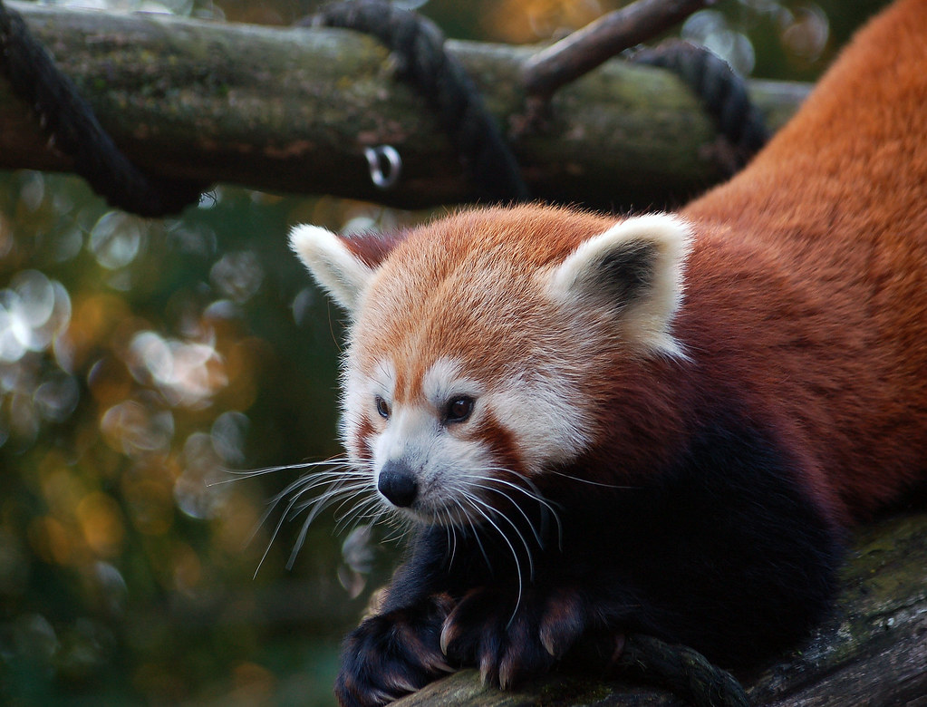 Firefox Logo Red Panda