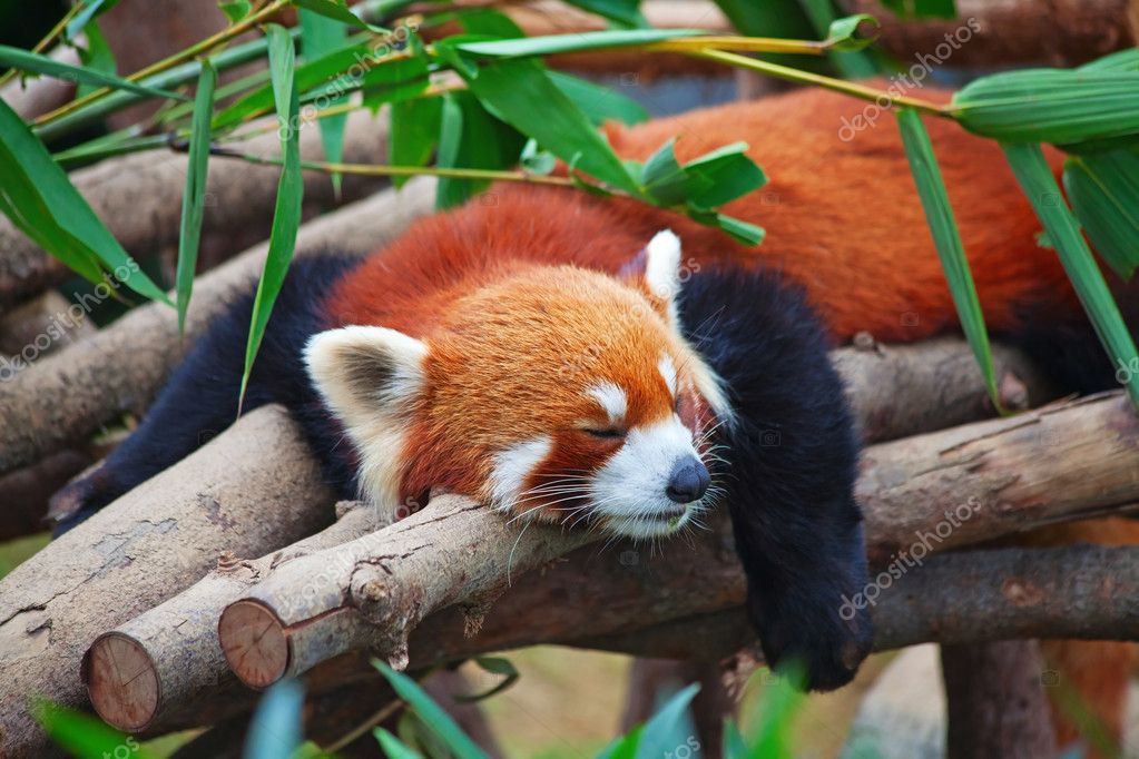 Firefox Logo Red Panda