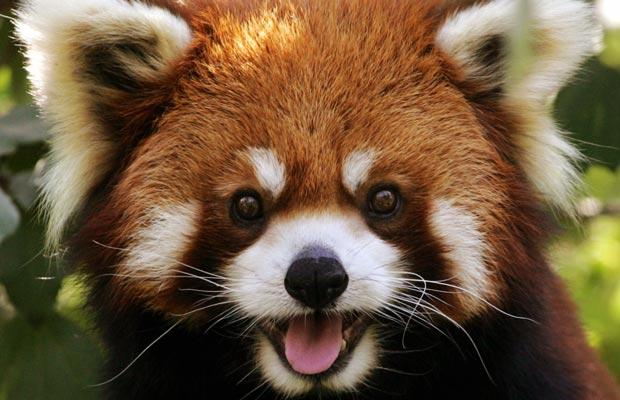 Firefox Logo Red Panda