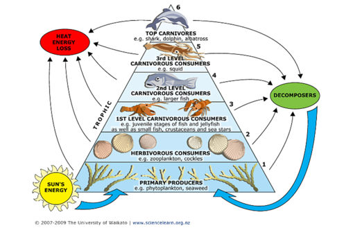 Food Chain And Food Web For Kids