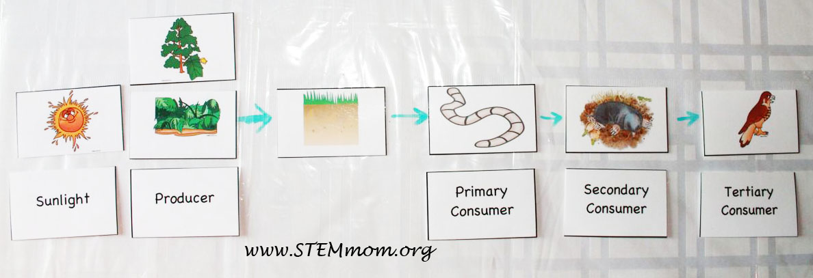 Food Chain And Food Web For Kids