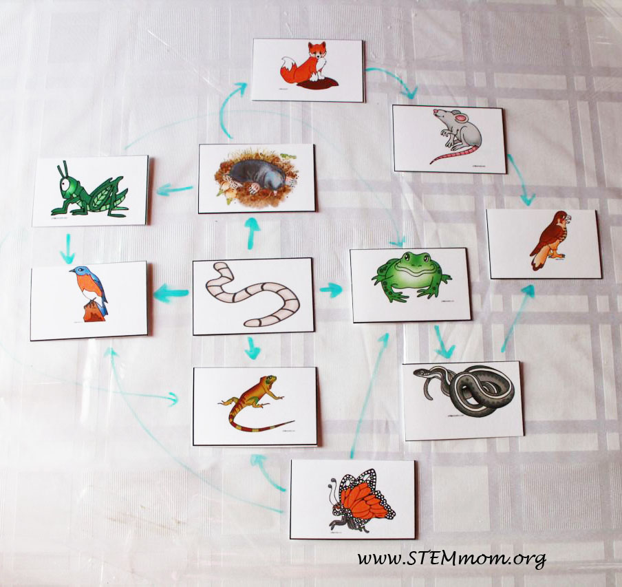 Food Chain And Food Web For Kids