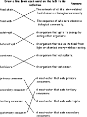 Food Chain And Food Web Worksheets High School