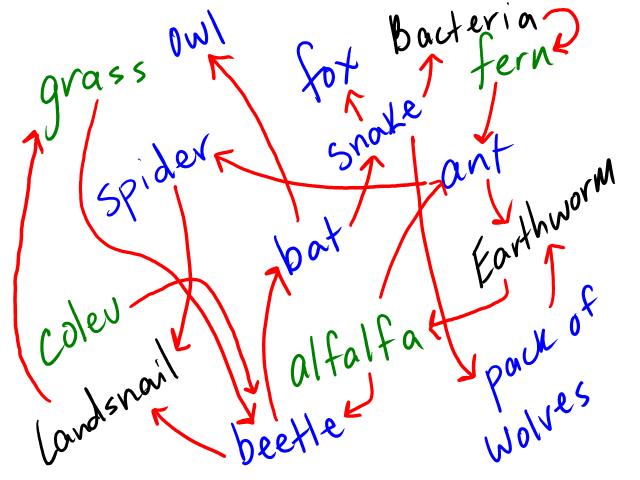 Food Chain Examples In The Rainforest