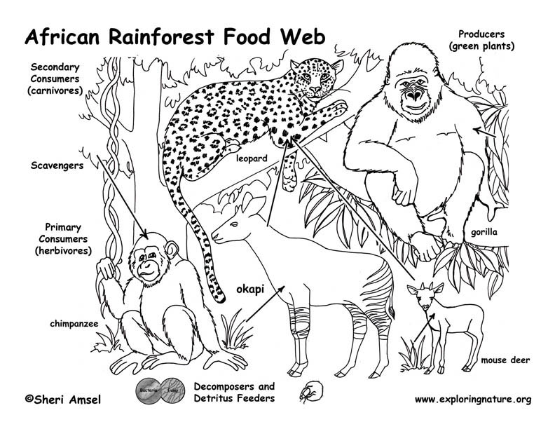 Food Chain Examples In The Rainforest