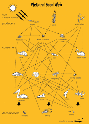 Food Web Activity Everglades