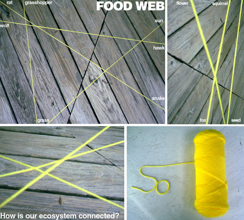 Food Web Activity With Yarn